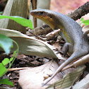 Common Sun Skink
