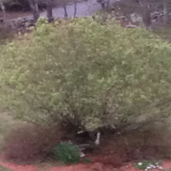 Spotting Image 1