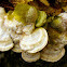 Unknown Fungus