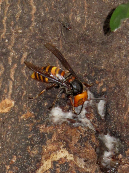 Spotting Image 1