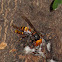 Japanese Giant Hornet