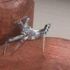 Wheel bug (nymph)