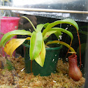 Nepenthes
