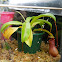 Nepenthes