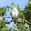 Noisy Miner