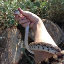 Sonoran gophersnake