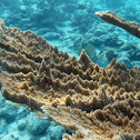 Elkhorn Coral
