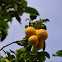 Citrico
