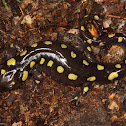 Spotted Salamander