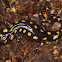 Spotted Salamander