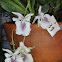 Orquídeas