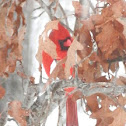Northern Cardinal