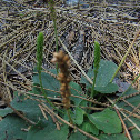 Greater Plantain
