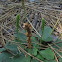 Greater Plantain