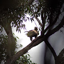 Eagle