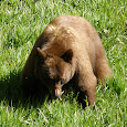 Wildlife of Yosemite National Park