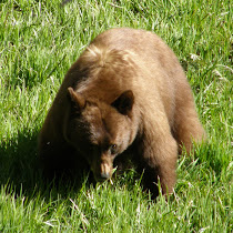 Wildlife of Yosemite National Park
