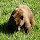 Wildlife of Yosemite National Park