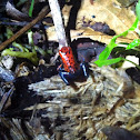"Blue Jeans" Poison dart frog
