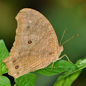 Common Evening Brown