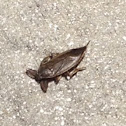 Giant Water Bug