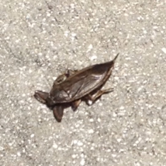 Spotting Image 1