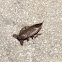 Giant Water Bug