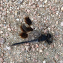 Four-spotted Pennant