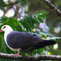 White-headed Pigeon