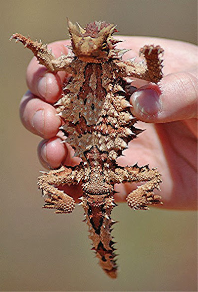 Spotting Image 1