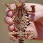 Thorny Devil