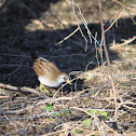 Sora Rail