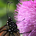 Monarch Butterfly