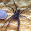 Dark Fishing Spider