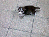 Vendolindo  Husky Siberiano