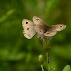 Ringlet Butterfly