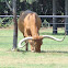 Texas Longhorn Cattle