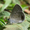 Ceraunus Blue