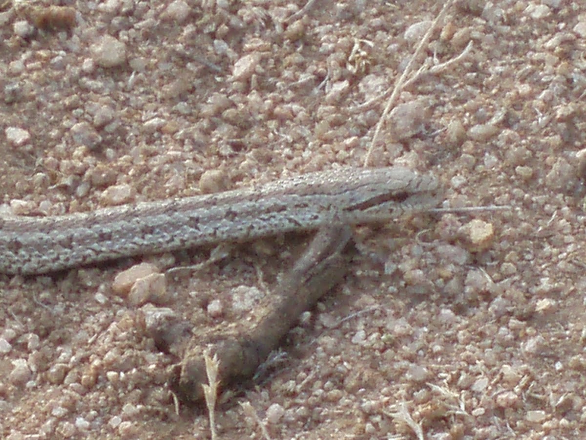 Pallas' Coluber