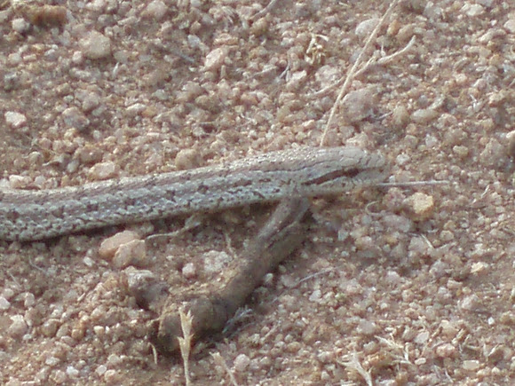 Spotting Image 1