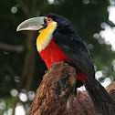 Red-breasted Toucan