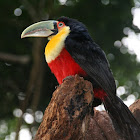 Red-breasted Toucan