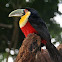 Red-breasted Toucan