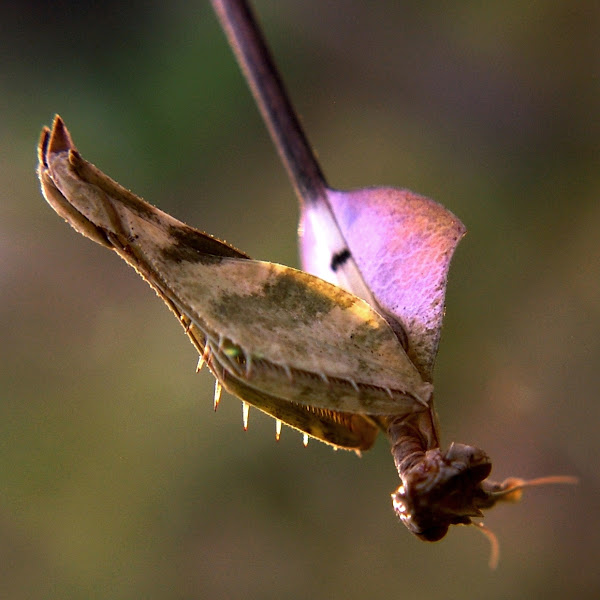 The Wandering Violin Mantis | Project Noah