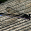 Damsel fly