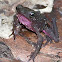 Atelopus sp.