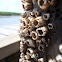 Barnacle