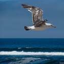 Seagulls