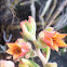Kalanchoe