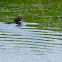 Pied-billed Grebe